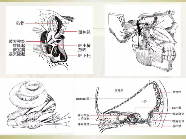 颞骨解剖学习曲线及耳后入路