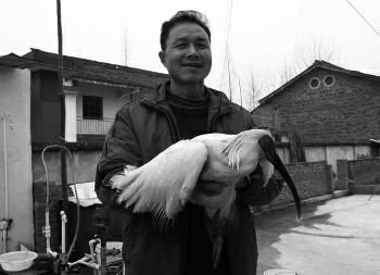 朱鹮觅食误踩捕兽夹 村民抱回家救治