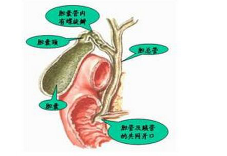 胆在什么位置图片