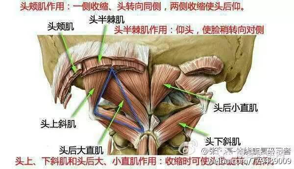 枕骨下肌群