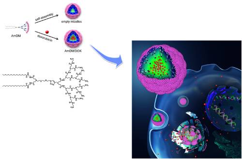 员课题组合作,设计合成了一种基于双亲性树形分子的新型载药纳米胶束
