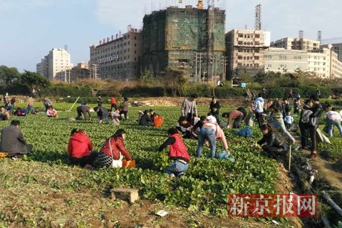 深圳四百亩菜地成临时堆土场 路人哄抢蔬菜(图)