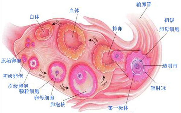 1.优势卵泡"闪电"登场