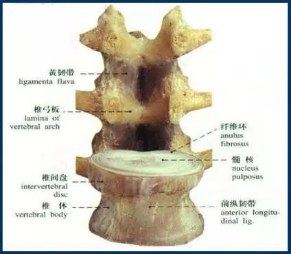 腰椎关节结构:侧隐窝:侧隐窝是腰椎管最狭窄处,为神经根的通道,此狭窄