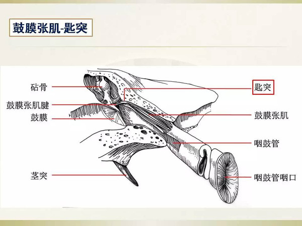 颞骨解剖学习曲线及耳后入路解剖简述-2