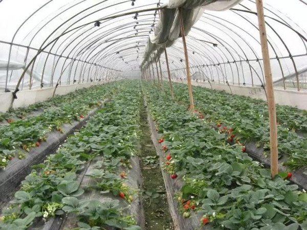 露天种植草莓没有搭地膜怎么办_草莓露天种植图片