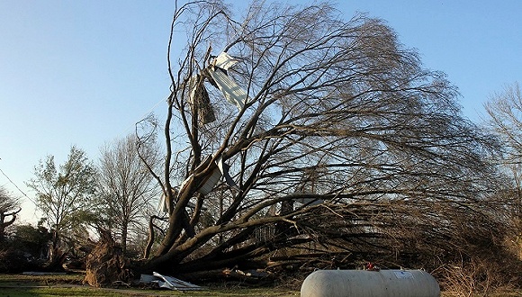 美国中西部和东南部地区遭强暴风雨和连串龙卷风天气猛烈袭击。图为2015年12月24日,美国密西西比州一棵被连根拔起的大树。图片来源:视觉中国