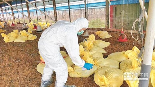 台湾彰化一鸡场又染禽流感 1万只鸡遭扑杀