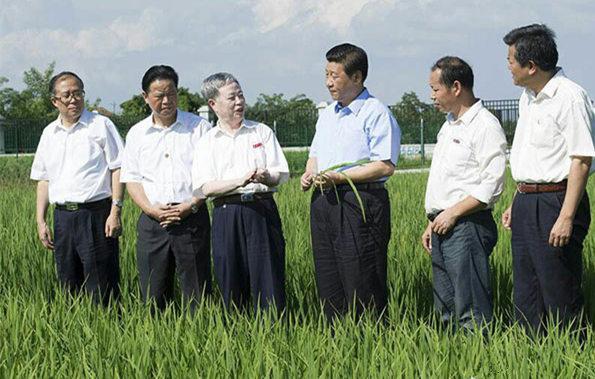 图为:2013年7月22日下午,习近平来到鄂州市鄂城区杜山镇东港村育种基地。