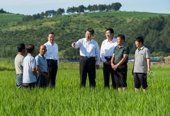 图为:2015年7月16日,习近平在吉林省延边州和龙市东城镇光东村稻田同村民和农技人员交流。