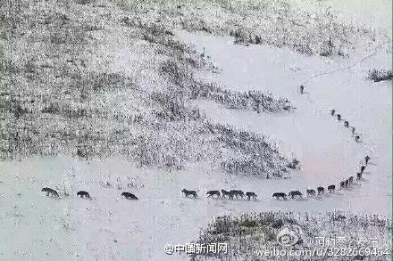 新疆雪中奇观：狼王带头 20余匹狼紧跟(图)