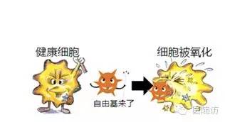 那身体怎么清除自由基?