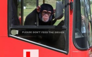 车中无司机猴子称霸王:印度猴子偷开巴士酿车