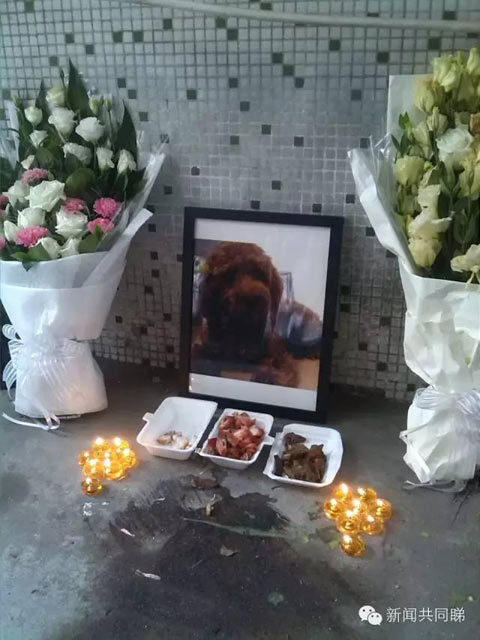 每个花圈上都有一只贵宾犬的照片,挽联上写的内容是悼念一只名为"bobi