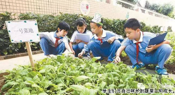 这所学校有72块菜地供学生种菜,上演现实版"开心农场"