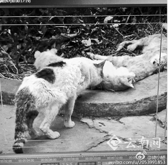 老人收养的流浪猫一夜死10只 邻居怀疑有人投毒