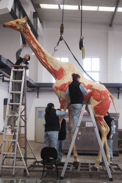 国内最高塑化标本长颈鹿在我市完成 高6米重1吨(图)
