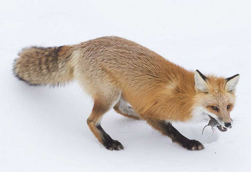 狐狸腾空而起钻入雪中猎食