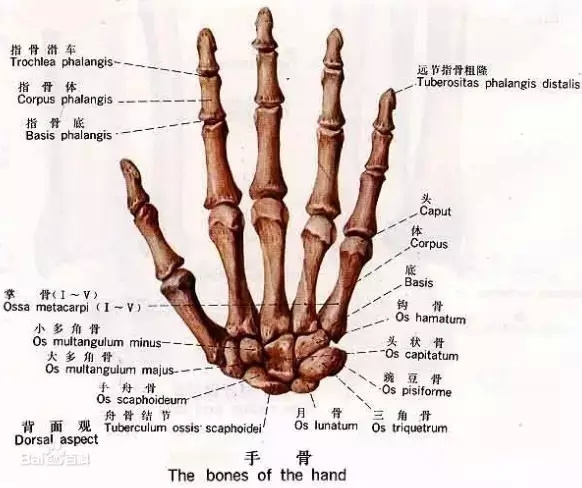 为什么大拇指只有"两节"?跟猿人有关?