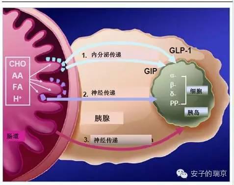 文章内容 dpp-4抑制剂 dpp4的简介答:是