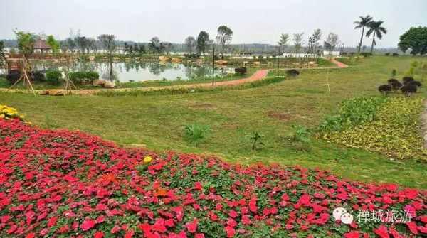 桂城「半月岛」湿地公园,花都开好了!你在佛山