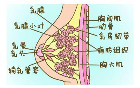 正确哺乳 乳房不下垂