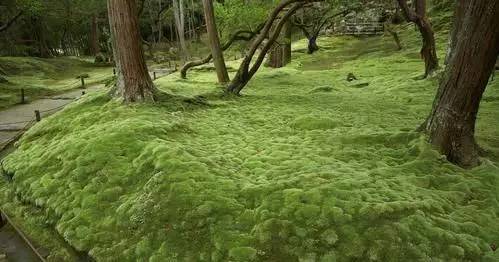 苔藓图片