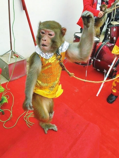 猴子表演金鸡独立