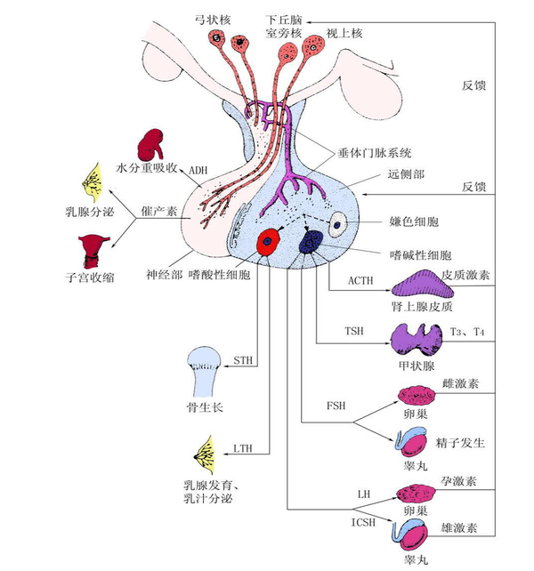 腺嘌呤对大鼠下丘脑-垂体-肾上腺皮质(hpa)轴的影响