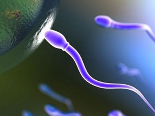 提高精子质量 保障美国试管婴儿成功率