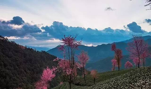 《天龙八部》中,段誉随着普洱茶商马五德来到无量山,误入无量剑湖宫