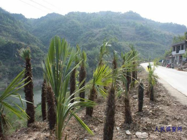 湖北十堰竹溪两千万元公路造景,网友讥为面子