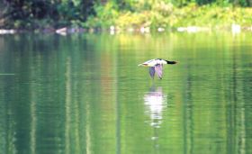 湖南发现97只国鸭 吃蚊子小鱼歇滩上(图)
