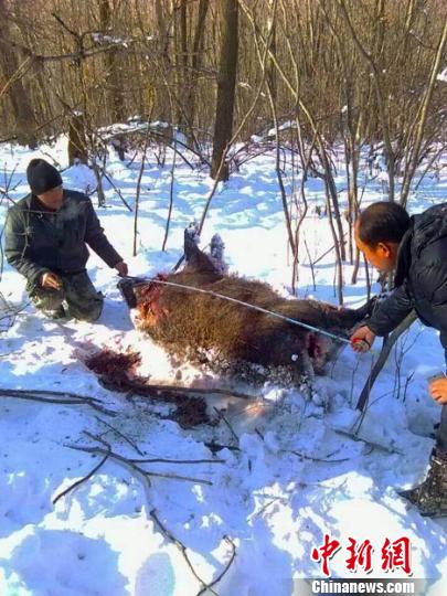 吉林蛟河疑现东北虎足迹 两头野猪被捕食(组图)工作人员测量雪地上留