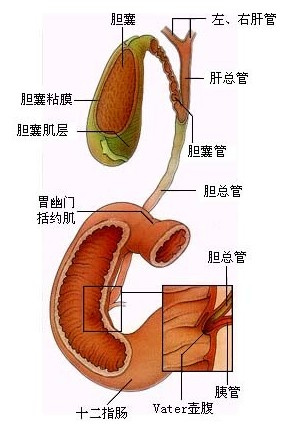 胆结石除过可以引起急性胆囊炎,急性胆管炎以及胆道梗阻外,还可以引起