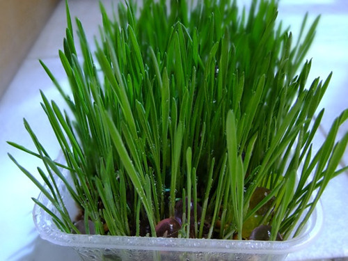 猫草和化毛膏哪个好 猫草好还是化毛膏好