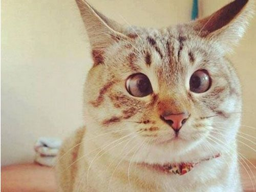 从猫咪眼睛颜色看猫咪的健康,猫咪眼睛变红怎