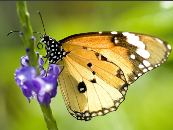 破茧成蝶:毛毛虫是怎样变成蝴蝶的-搜狐教育