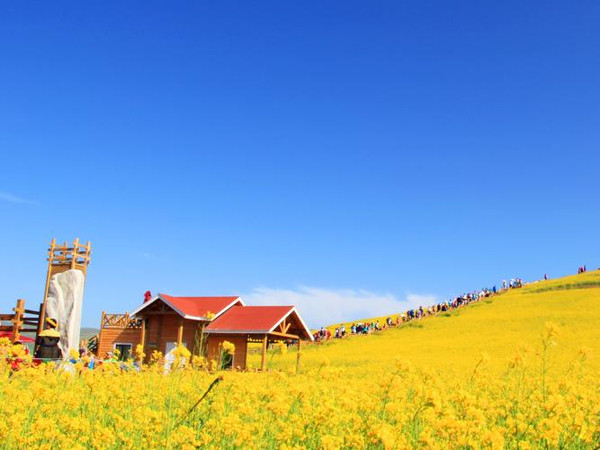 大美于天地间,青海明艳的门源油菜花-搜狐旅游