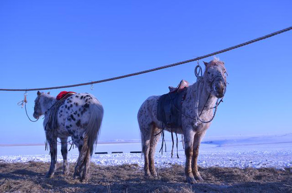 内蒙古冰雪天路上的动物精灵们