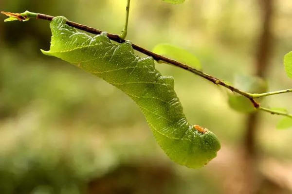 像贝爷一样勇敢的吃虫子