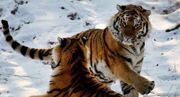 俄媒:学者查明近50只虎豹拥有中俄双重国籍