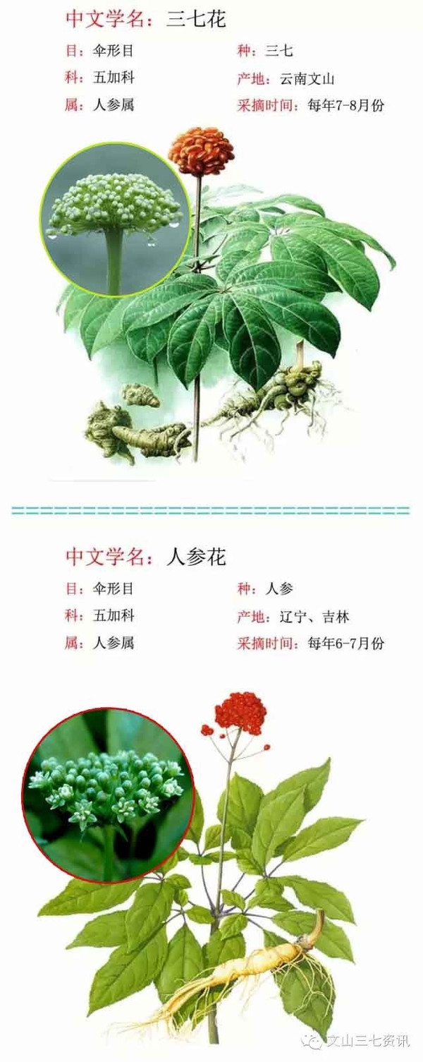 人参与三七同属于五加科人参属植物,两者的植物亲缘关系极为相近.