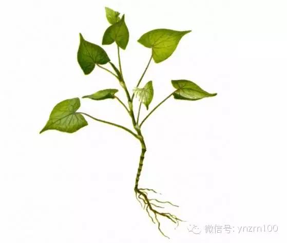 云南部分野菜图谱