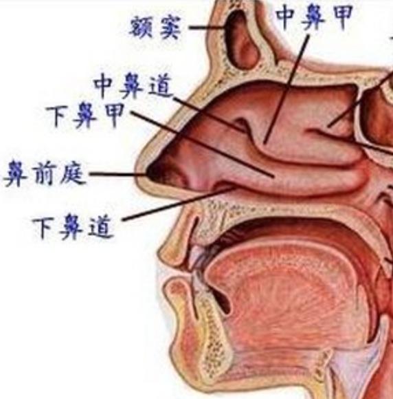 北京协和医院耳鼻喉博士教你雾霾天如何给鼻子