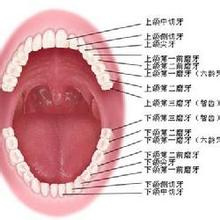 人的一生共有几副牙齿?