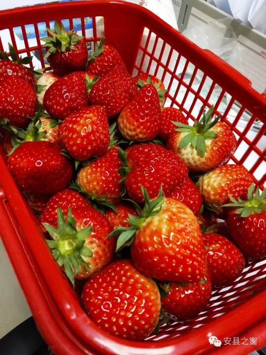 一篮子草莓摆在眼前,那叫一个诱惑.