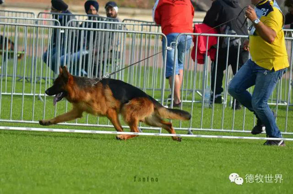 德国牧羊犬明星犬欣赏