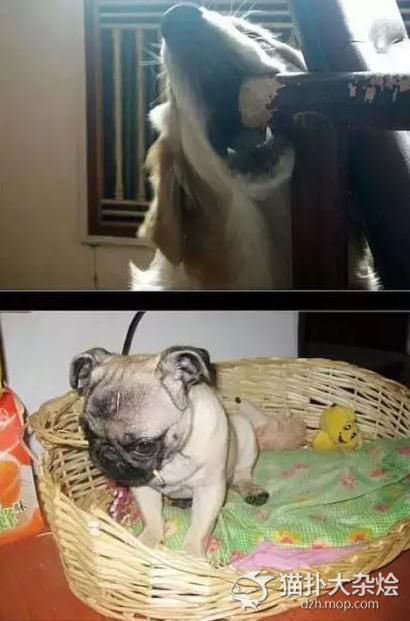藏在被子里的私房钱 被媳妇养的狗给发现了