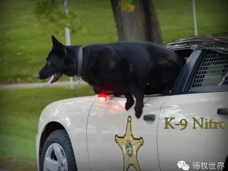 k9 警犬军犬风采,尚品德牧